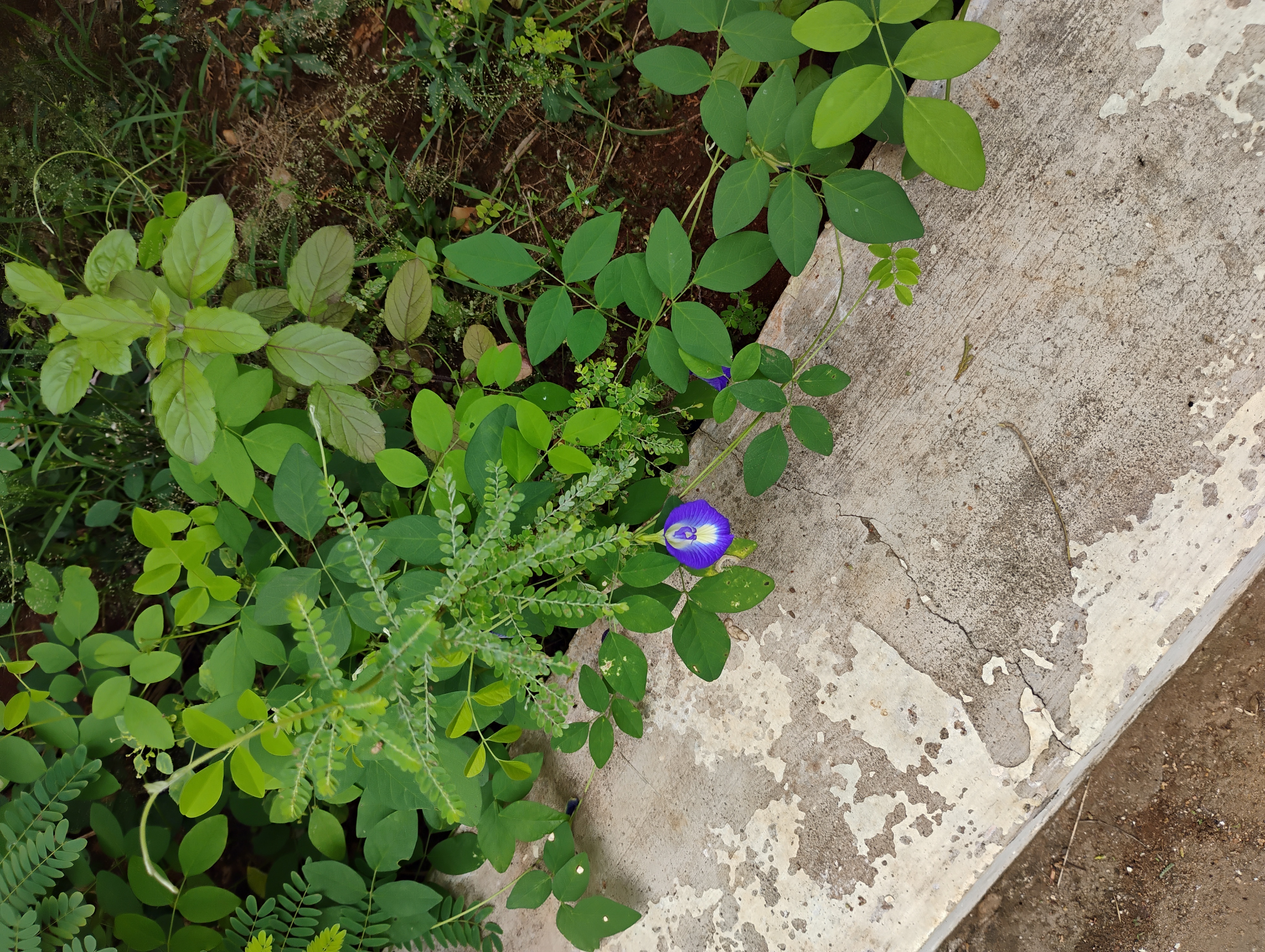 A vivid blue butterfly pea flower surrounded by green leaves